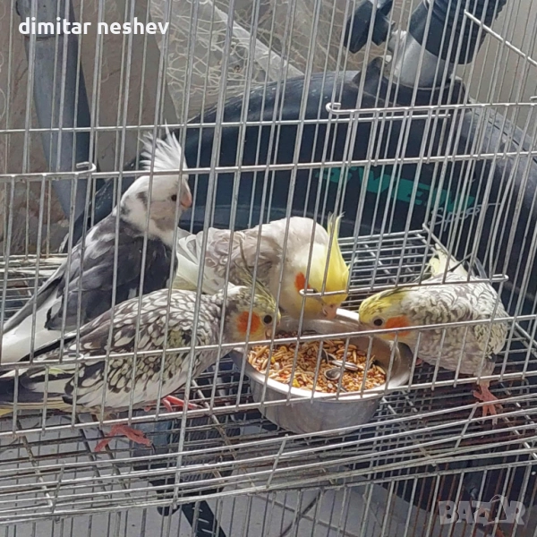 Продавам Ято Корели и Какарики , снимка 1