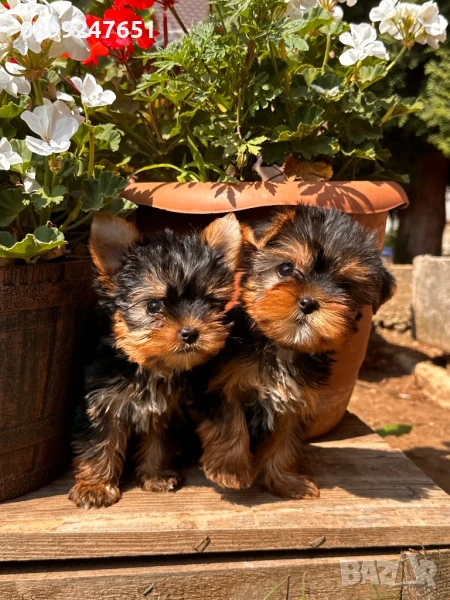 Мини йоркширски териер, снимка 1