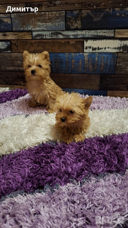 Йоркширски териер, снимка 1