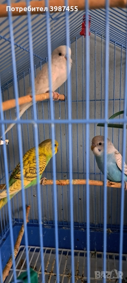 Продавам млади вълнисти папагали. Излюпени на 20.10.2025., снимка 1