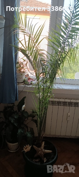 Канарска финикова палма 150-160см, снимка 1