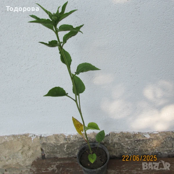 ехинацея лечебна , снимка 1