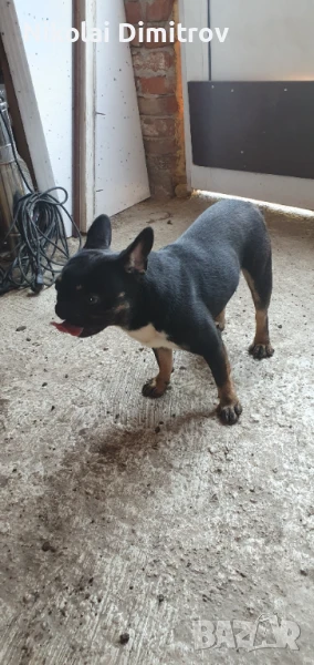 Френски булдог  със синя кръв доказан баща ва година и два месеца, снимка 1