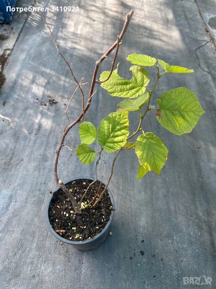 лешник , снимка 1