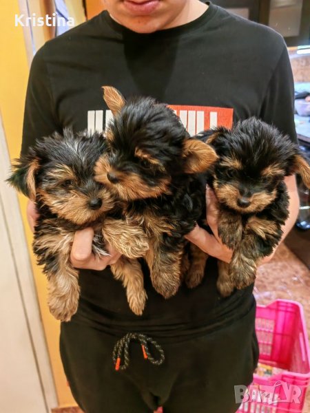 Йоркширски териер, снимка 1