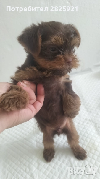 Yorkshire terrier braun, снимка 1
