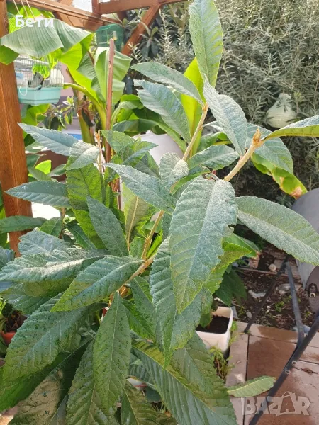 Японска мушмула , снимка 1