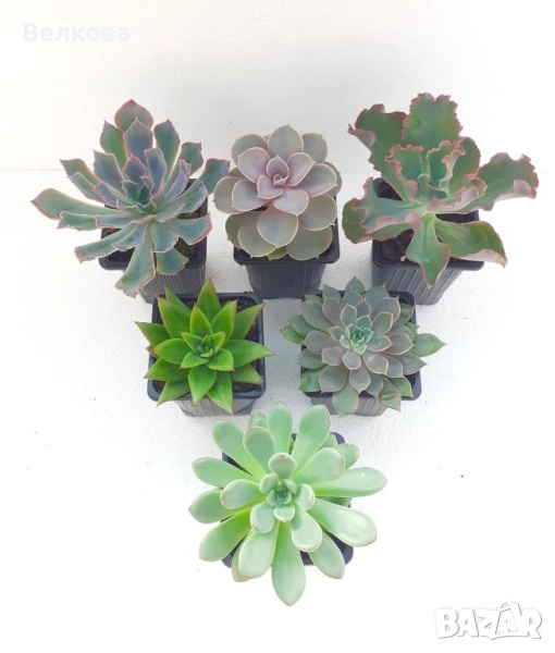 Микс от сукуленти, снимка 1