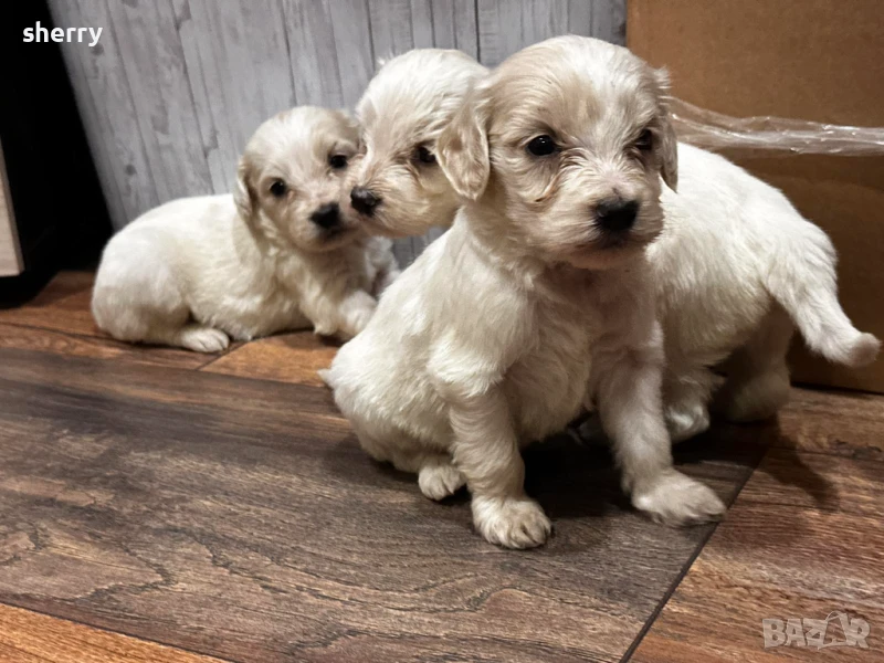 Кокерчета , снимка 1