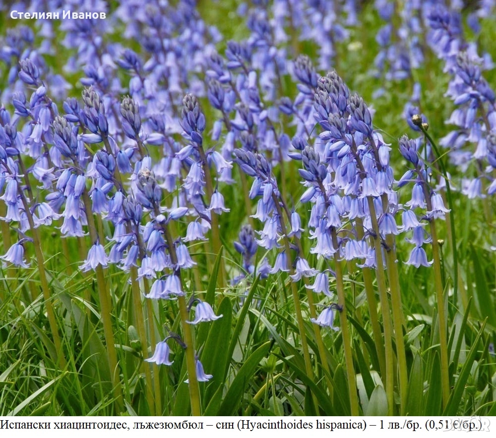 Испански хиацинтоидес, лъжезюмбюл – син (Hyacinthoides hispanica) – луковици, снимка 1