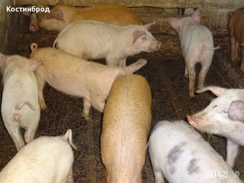 СВИНЕ МАЙКИ И прасета. ЛИКВИДАЦИЯ, снимка 1