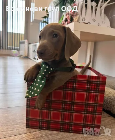 Дакели Изабела