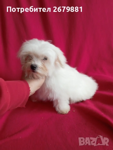 Малтийски болонки, снимка 5 - Болонка - 54042342