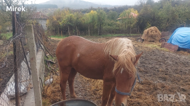 Sprzedam , снимка 5 - Коне - 52576617