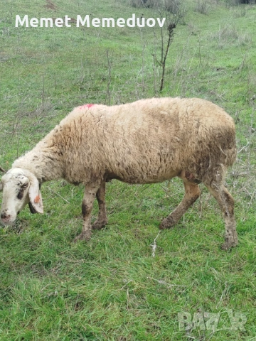 Продавам две ялови овце за клане Търговище , снимка 3 - Овце - 53095476