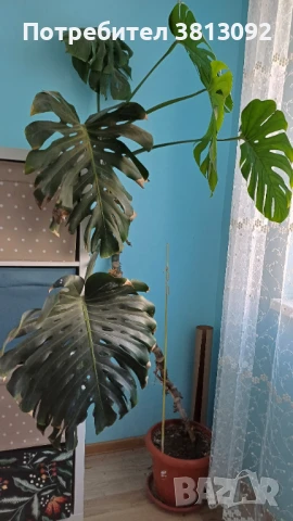 Монстера делициоза (Monstera deliciosa) , снимка 2 - Стайни растения - 51305468