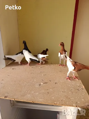 Млади датски , снимка 6 - Гълъби - 47875134