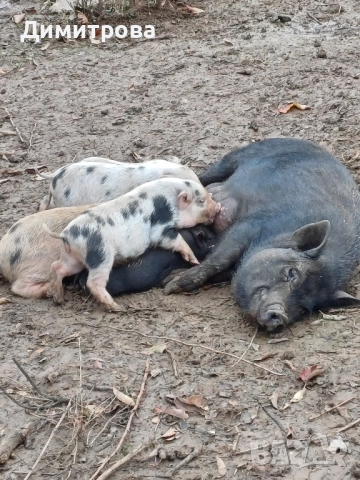 Разменям виетнамски прасета за други животни или зърно