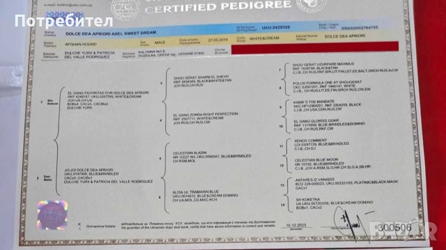 Афганистанска хрътка, снимка 7 - Хрътка - 52278095