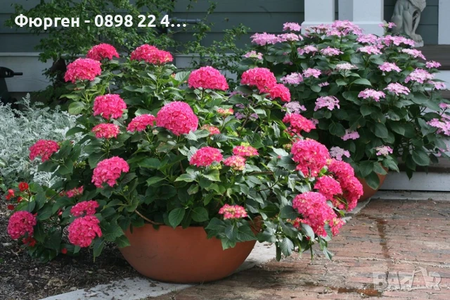 Хортензия Принцеса Даяна - Hydrangea princess Diana, снимка 3 - Разсади - 50962127