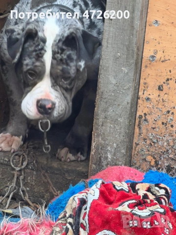 Bully pocket jensko , снимка 4 - Питбул - 53316723