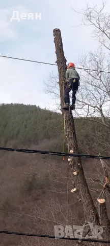 Рязане на опасни дървета в половин България  / Арборист / Arborist, снимка 3 - Други услуги - 48507596