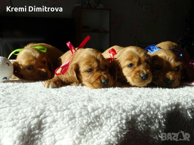 Английски кокер шпаньол бебета с ваксина и паспорт 