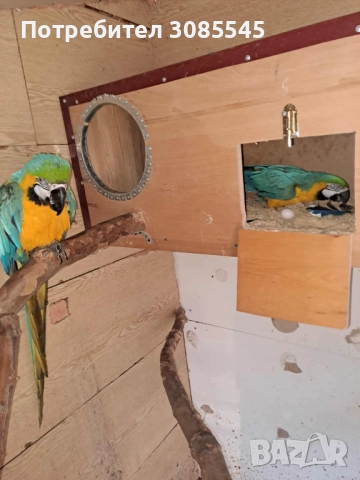 Синьо-жълта Ара двойка зряла