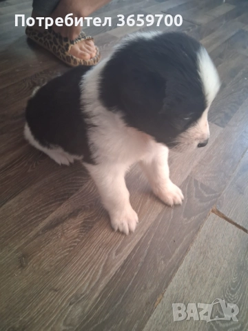 каракачански кученца, снимка 7 - Други - 52433043