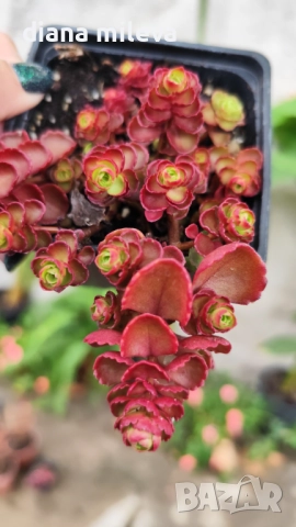 Червен седум Пурпурна Зима, Sedum spirium " Purpur Winter ", снимка 7 - Градински цветя и растения - 46784135