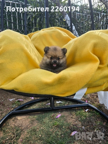 Померан Померанче, снимка 6 - Померан - 54347549