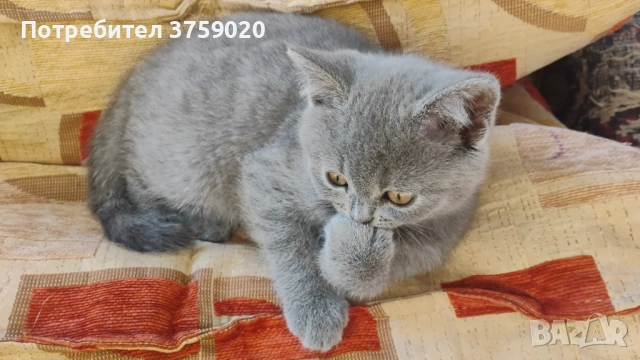 Британска късокосместа, снимка 6 - Британска късокосместа - 53825984