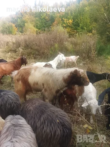 Свободен пръч и кози 