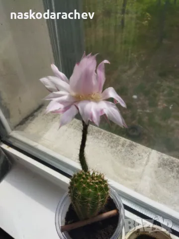Кактус цъфтящ , снимка 6 - Стайни растения - 49928084