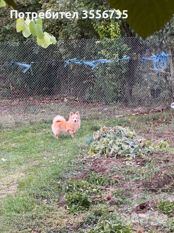 Померан Шпитц, снимка 8 - Немски шпиц - 52676167