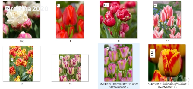 Луковици на лалета, снимка 18 - Разсади - 51436404