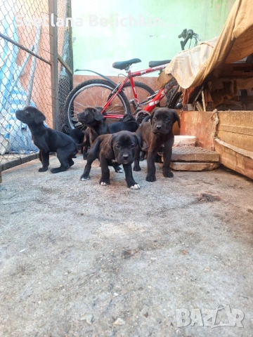 Продавам Кане Корсо, снимка 8 - Кане корсо - 54278276