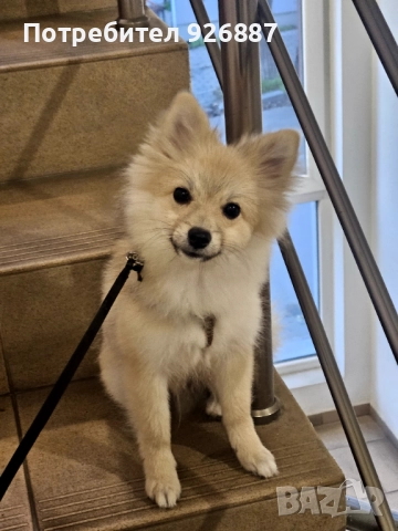 Померан мини шпиц , снимка 4 - Померан - 52288352