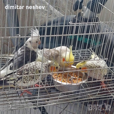 Продавам Ято Корели и Какарики 