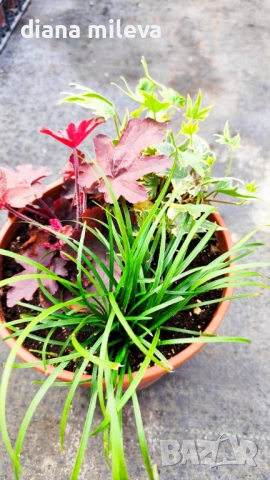 Аранжировка от вечнозелени и студоустойчиви растения за сянка!!!, снимка 2 - Градински цветя и растения - 53304418