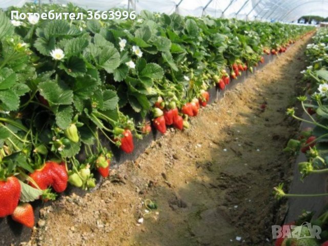 Продавам елитен разсад ягоди и малини , снимка 7 - Разсади - 39922116