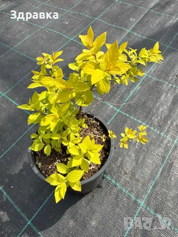 Спирея златна принцеса  , снимка 2 - Градински цветя и растения - 53829432