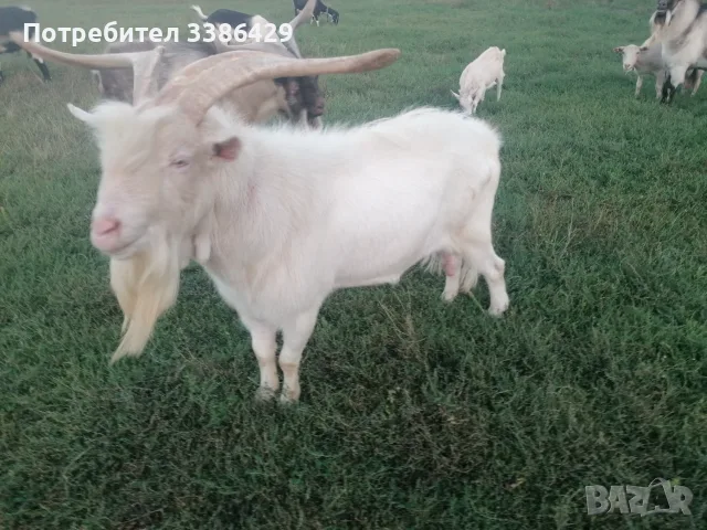 Кози с ярета и пръчове , снимка 6 - Кози - 56037005