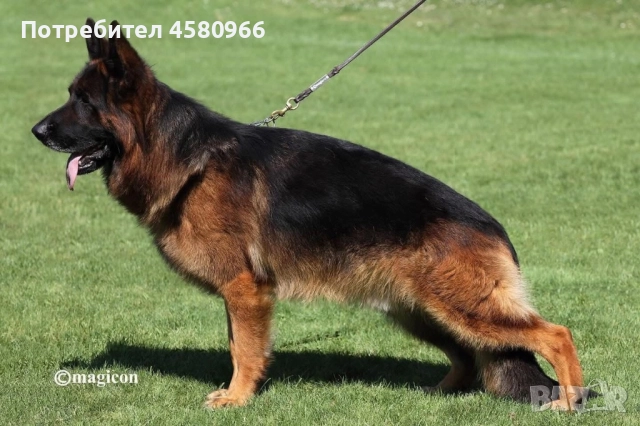 Немски овчарки  , снимка 2 - Немска овчарка - 51551842