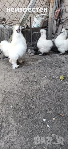 Продавам декоративни птици , снимка 2 - Гълъби - 50857848