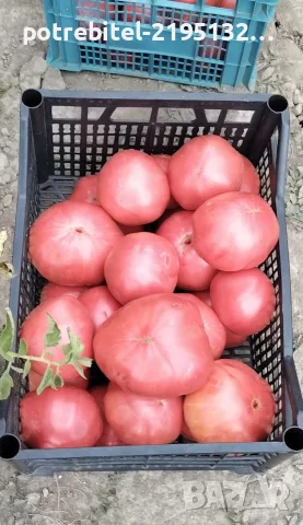 Розов Селски не хибриден домат, снимка 2 - Домашни продукти - 55730136