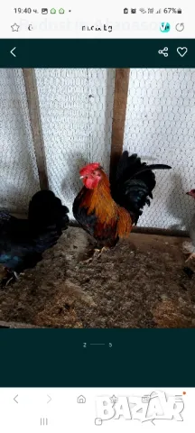 Свободни Млади Петлета от породата ШАБО,люпени са май месец , снимка 7 - Кокошки и пуйки - 48833004