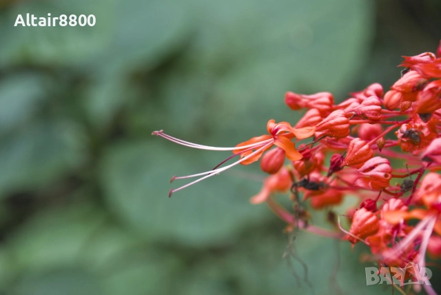 Nikon AF-S 18-135mm f/3.5-5.6G ED обектив Никон, снимка 12 - Обективи и филтри - 52517891