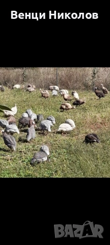 Продавам Токачки 