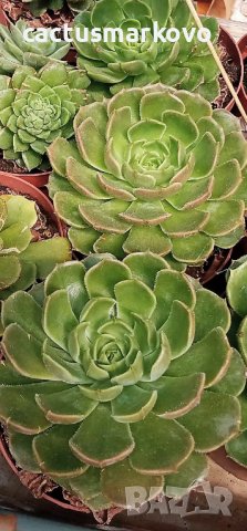 echeveria barown rose, снимка 3 - Стайни растения - 37641884